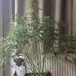 Tropicana Cookies Auto