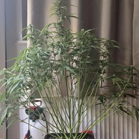 Tropicana Cookies Auto