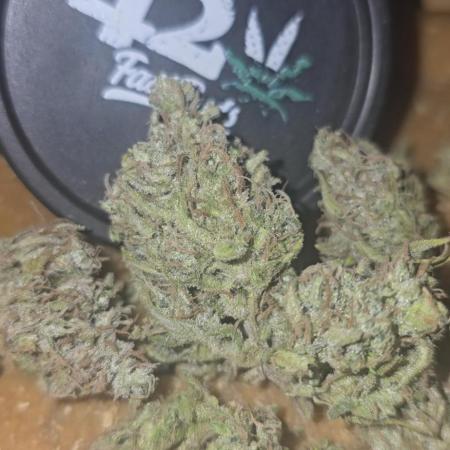 Gorilla Cookies Auto #2