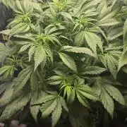 Banana Purple Punch RF3 Auto