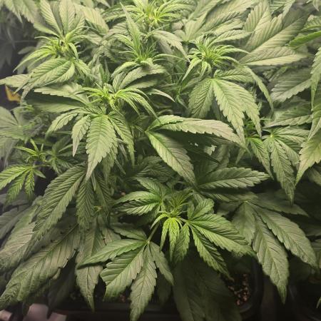 Banana Purple Punch RF3 Auto