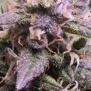 Banana Purple Punch RF3 Auto