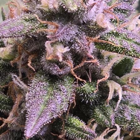 Banana Purple Punch RF3 Auto