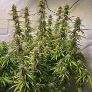 Gorilla Cookies Auto #2