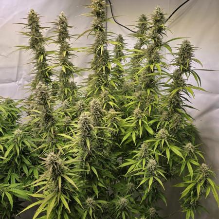 Gorilla Cookies Auto #2