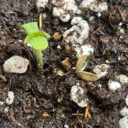 Super Lemon Haze Auto