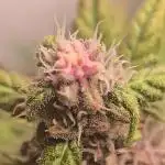 Banana Purple Punch Auto