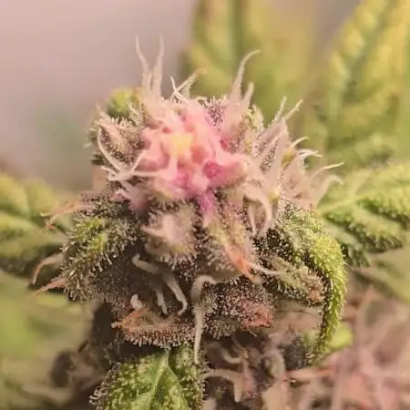 Banana Purple Punch Auto