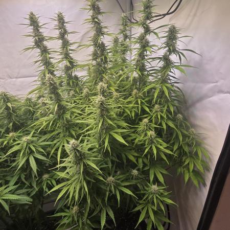 Gorilla Cookies Auto #2