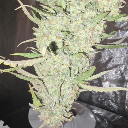 Gorilla Cookies Auto