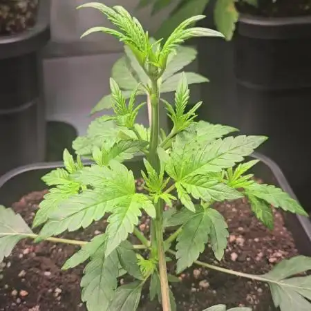Lemon Cherry Gelato Auto
