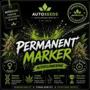 Permanent Marker Auto