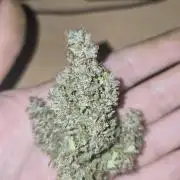 Banana Purple Punch RF3 Auto