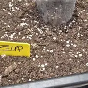 Z-Up Auto