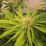 Super Lemon Haze Auto