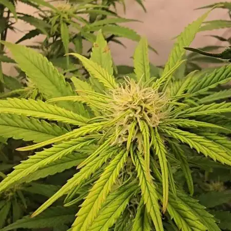 Super Lemon Haze Auto