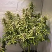 Super Lemon Haze Auto