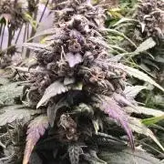 Banana Purple Punch RF3 Auto