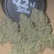 Gorilla Cookies Auto #2