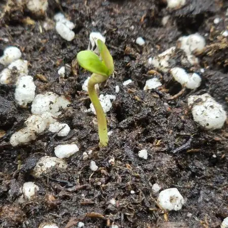 Tropicana Cookies Auto