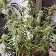 Orange bud auto