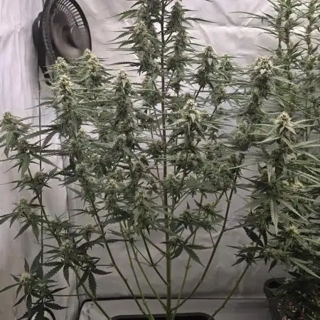 Gorilla Cookies Auto