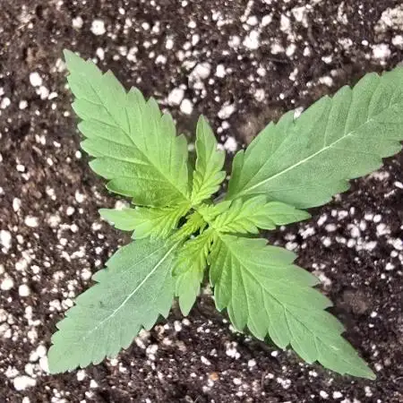 Banana Purple Punch Auto