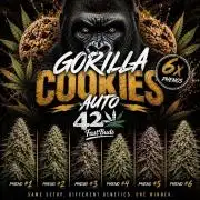 Gorilla Cookies Auto phenohunt #1