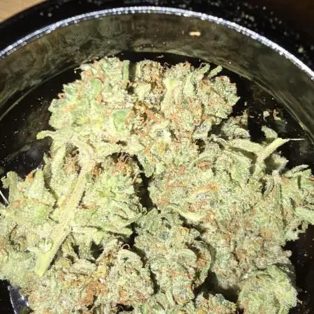 Gorilla Cookies Auto