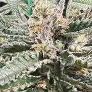 Spanish Moon S1