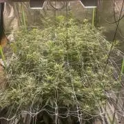 Euforia. High frequency fertigation