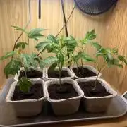 Euforia. High frequency fertigation