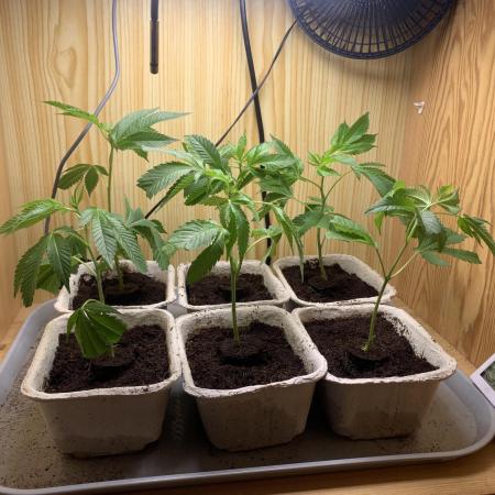 Euforia. High frequency fertigation