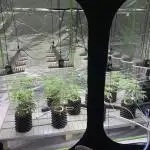 Sour Diesel. High frequency fertigation