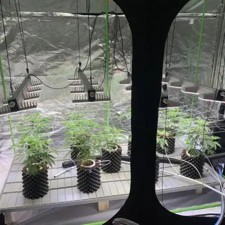 Sour Diesel. High frequency fertigation