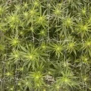 Euforia. High frequency fertigation