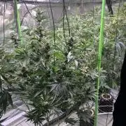 Sour Diesel. High frequency fertigation