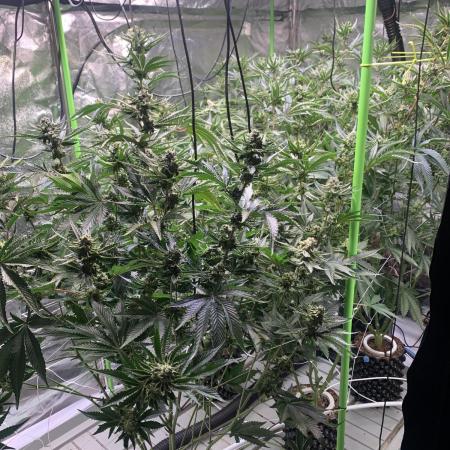 Sour Diesel. High frequency fertigation