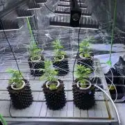 Euforia. High frequency fertigation