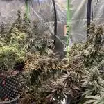 Pink Mist, Tropicana Cookies Purple, Sour Diesel, Haze Berry