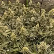 Euforia. High frequency fertigation