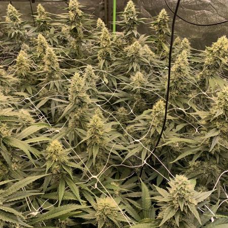 Euforia. High frequency fertigation