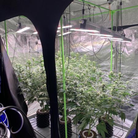 Euforia. High frequency fertigation