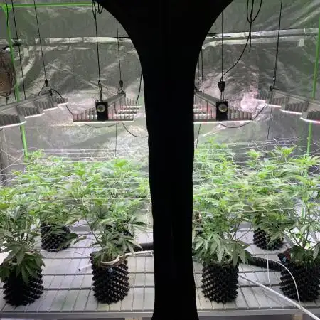 Sour Diesel. High frequency fertigation