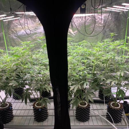 Sour Diesel. High frequency fertigation