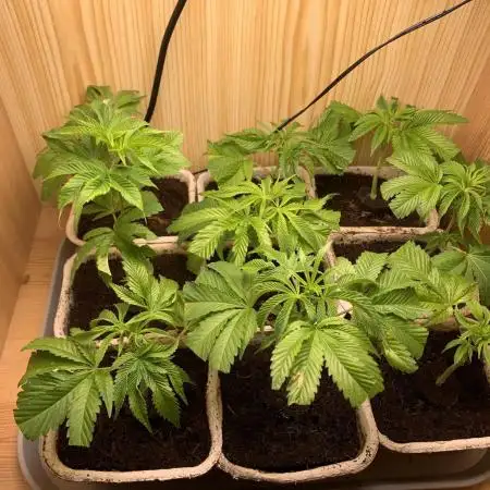 Sour Diesel. High frequency fertigation