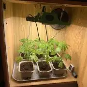 Euforia. High frequency fertigation