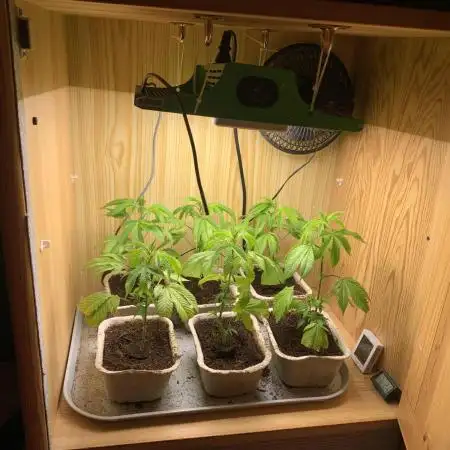 Euforia. High frequency fertigation