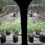 Sour Diesel. High frequency fertigation
