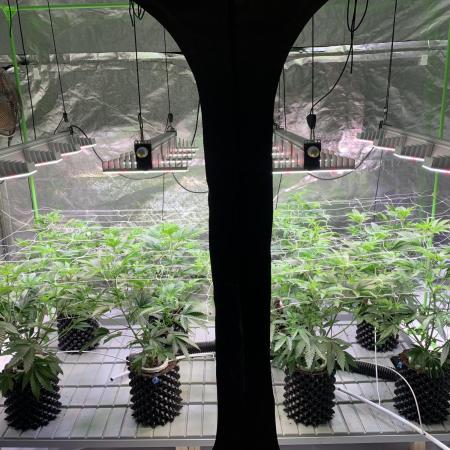 Sour Diesel. High frequency fertigation